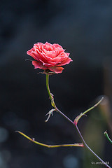 Last little rose
